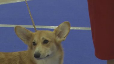 Gösteride köpek hayvanı. İnsanlarda yakın yaşayan çok nazik ve zeki hayvan köpekleri. Hayvanlarla iletişimin birden fazla duygusu.
