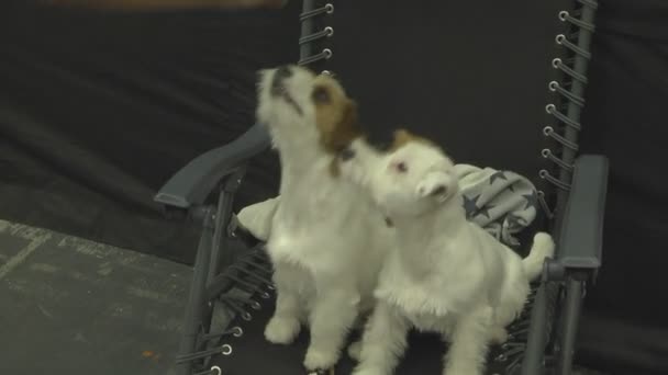 Hond Huisdier Show Zeer Vriendelijke Intelligente Dieren Honden Wonen Buurt — Stockvideo