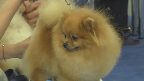 Dog Pet Show Very Kind Intelligent Animal Dogs Living Nearby — Stock Video