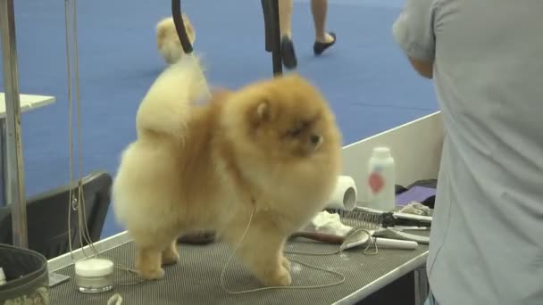 Hond Huisdier Show Zeer Vriendelijke Intelligente Dieren Honden Wonen Buurt — Stockvideo