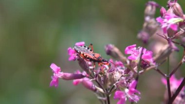 Kırmızı büyük böcek bir bitkinin sapı üzerinde sürünür ve uzun bir bıyık hareket eder
