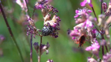 Kırmızı büyük böcek bir bitkinin sapı üzerinde sürünür ve uzun bir bıyık hareket eder