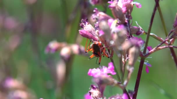 Escarabajo Rojo Grande Arrastra Sobre Tallo Planta Mueve Bigote Largo — Vídeo de stock