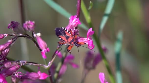 Escarabajo Rojo Grande Arrastra Sobre Tallo Planta Mueve Bigote Largo — Vídeos de Stock