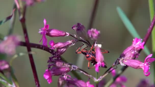 Escarabajo Rojo Grande Arrastra Sobre Tallo Planta Mueve Bigote Largo — Vídeos de Stock