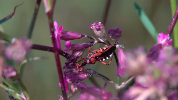 赤い大きなカブトムシは 植物の茎に這い 長い口ひげを移動します — ストック動画