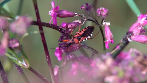 Red Big Beetle Crawls Stalk Plant Moves Long Mustache — Stock Video