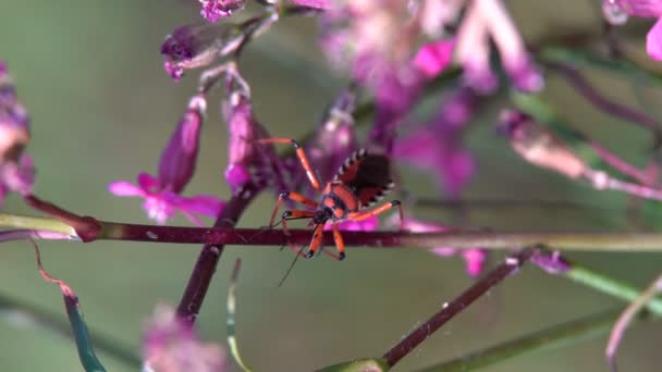 Rode Grote Kever Kruipt Een Stengel Van Een Plant Beweegt — Stockvideo