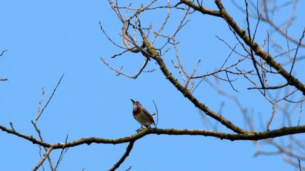 Una Hermosa Hembra Pájaro Era Amarillo Azul Con Una Falda — Vídeos de Stock