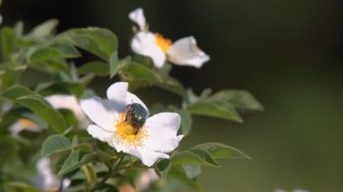Yeşil büyük böcek çiçekli bir bahçe çiçektar bahçesinde beyaz bir çiçek üzerinde sürünür