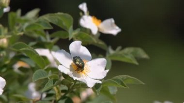 Yeşil büyük böcek çiçekli bir bahçe çiçektar bahçesinde beyaz bir çiçek üzerinde sürünür