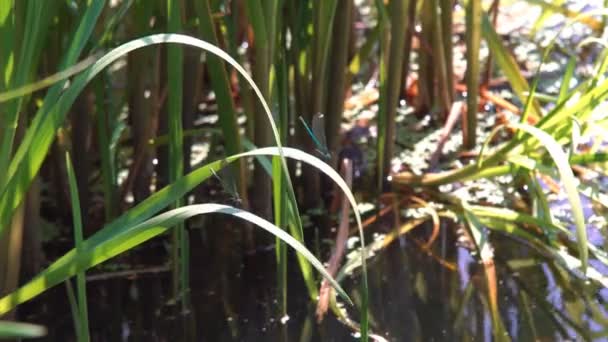 Owad Dragonfly Coenagrion Siedzi Kwiatku Materiał Filmowy Makro Dragonfly Siedzi — Wideo stockowe