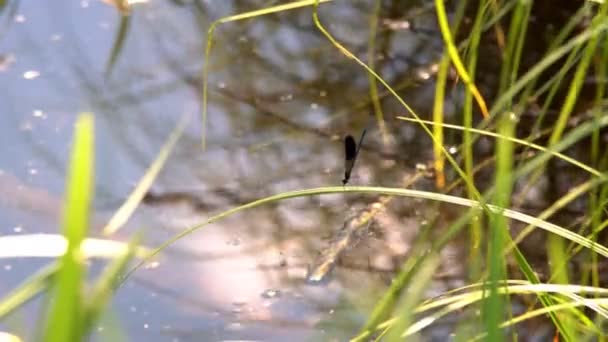 Insekt Trollslända Coenagrion Sitter Blomma Makro Film Trollslända Sitter Blomma — Stockvideo