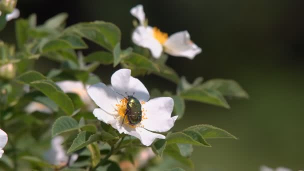 Grön Stor Skalbagge Krypar Vit Blomma Trädgården Blommande Trädgård Blomster — Stockvideo