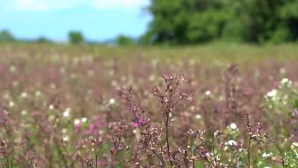 Levandulové Kvetoucí Keře Větru Teplém Letním Dni Pomalu Pohupuje — Stock video