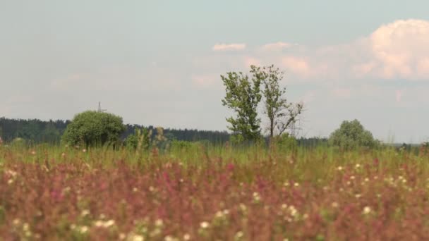 Arbustos Florecientes Lavanda Balanceándose Lentamente Brisa Bajo Sol Cálido Día — Vídeos de Stock