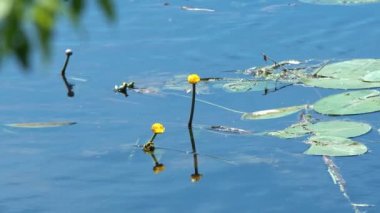 Nehirde sarı zambaklar. Nehirler ve göllerde yaz aylarında çiçek açan su çiçeği