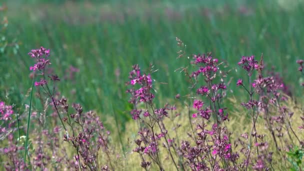 Lavendel Bloeiende Struiken Wuivende Langzaam Wind Zon Van Een Warme — Stockvideo