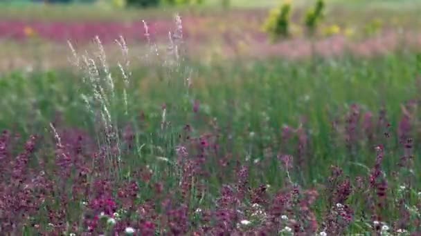 Lavendel Blommande Buskar Sakta Vajande Vinden Solskenet Varm Sommardag — Stockvideo