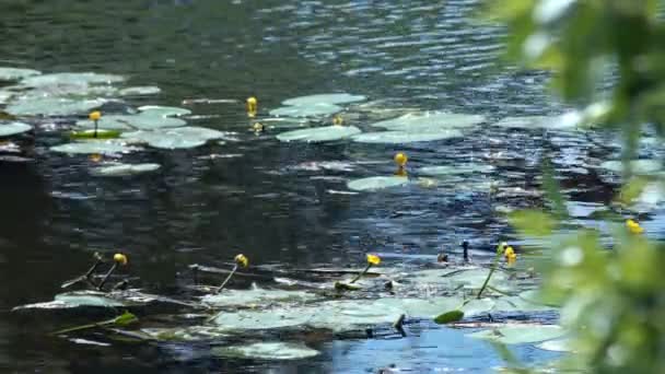 Желтые Лилии Реке Цветущая Вода Цветет Летом Реках Озерах — стоковое видео