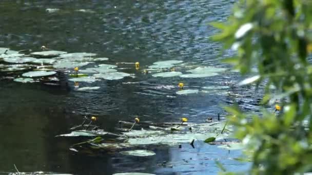 Gule Liljer Floden Blomstrende Vandblomst Sommeren Floder Søer – Stock-video
