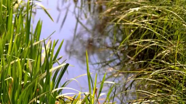 Pequeño Río Cubierto Cañas Paisajes Pequeño Arroyo Río Flores Sus — Vídeo de stock