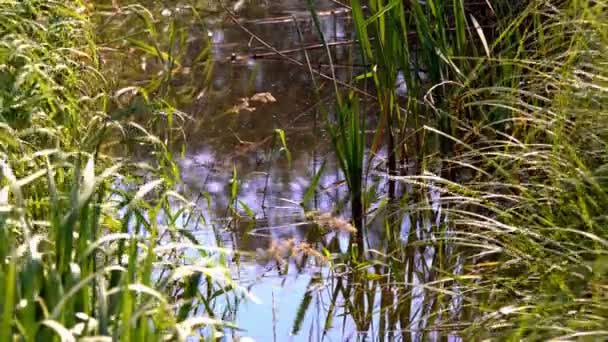 在七月的一个阳光明媚的日子里 一条小河长满了小溪 河流和花的芦荟景观 — 图库视频影像