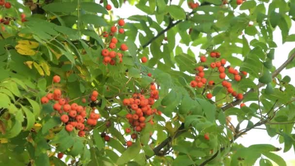 Bagas Vermelhas Rowan Bunches Rowan Berries Balançando Vento — Vídeo de Stock