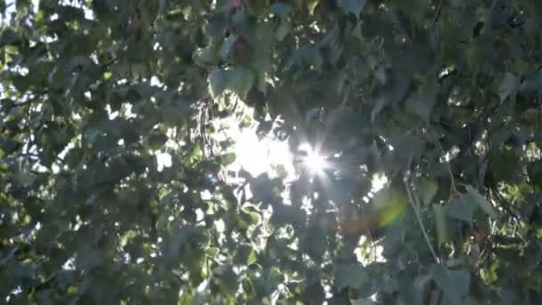 Natureza Ensolarado Fundo Verde Com Sol Brilhante Atrás Ramos Fundo — Vídeo de Stock