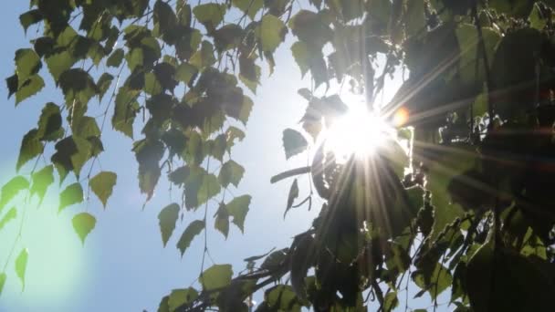 Nature Fond Vert Ensoleillé Avec Soleil Brillant Derrière Les Branches — Video