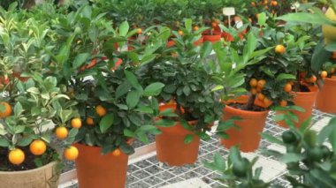 Küçük narenciye ağaçları bir serada yetiştirilen ve yeşil yaprakları arasında dalları üzerinde birçok portakal narenciye yaşayan yuzu narenciye diyoruz.