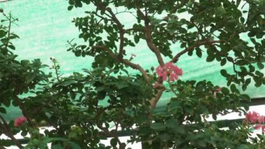 Küçük bonsai ağaçları sera evde yetiştirilen. Küçük bitkiler odada iyi kök aldı