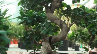 Küçük bonsai ağaçları sera evde yetiştirilen. Küçük bitkiler odada iyi kök aldı