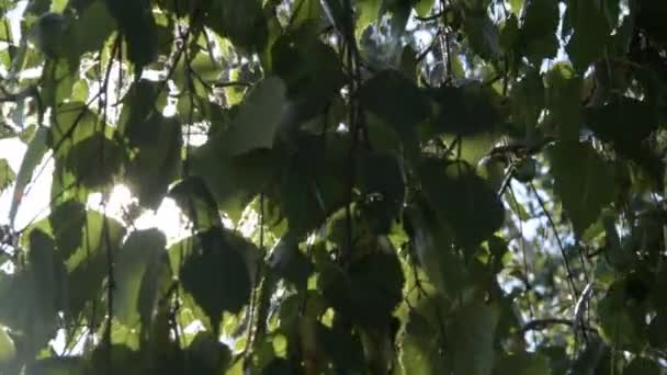 Natureza Ensolarado Fundo Verde Com Sol Brilhante Atrás Ramos Fundo — Vídeo de Stock