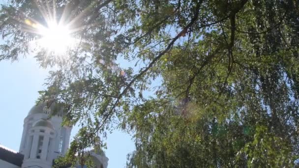 Naturaleza Soleado Fondo Verde Con Sol Brillante Detrás Las Ramas — Vídeos de Stock