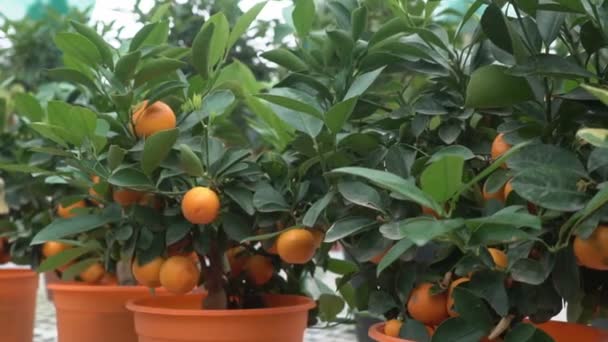 Small Citrus Trees Grown Greenhouse Inhabiting Many Orange Citrus Fruits — Stock Video