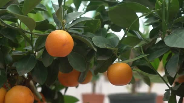 Malé Citrusy Pěstované Skleníku Obývající Mnoho Oranžových Citrusových Plodů Větvích — Stock video