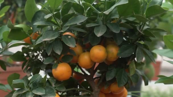 Маленькие Цитрусовые Деревья Выращенные Теплице Населяющие Много Апельсиновых Цитрусовых Ветвях — стоковое видео