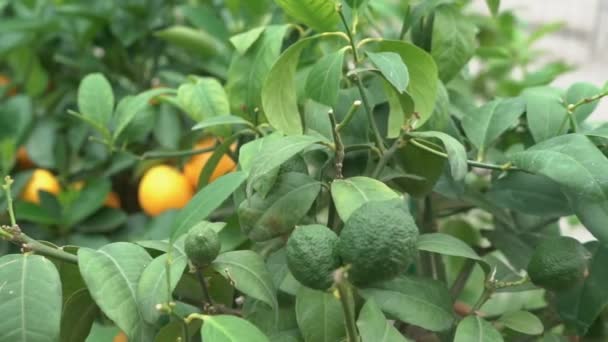 Pequeños Cítricos Cultivados Invernadero Habitando Muchos Cítricos Naranjas Ramas Entre — Vídeos de Stock