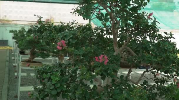 Małe Drzewa Bonsai Uprawiane Domu Szklarni Małe Rośliny Zakorzeniła Się — Wideo stockowe