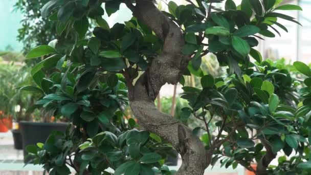 Piccoli Alberi Bonsai Cresciuti Casa Nella Serra Piccole Piante Hanno — Video Stock