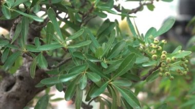 Küçük bonsai ağaçları sera evde yetiştirilen. Küçük bitkiler odada iyi kök aldı