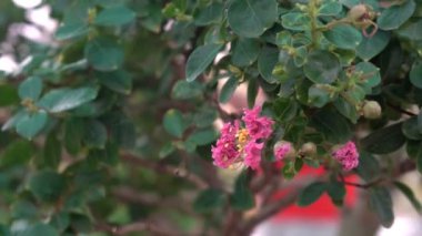 Küçük bonsai ağaçları sera evde yetiştirilen. Küçük bitkiler odada iyi kök aldı