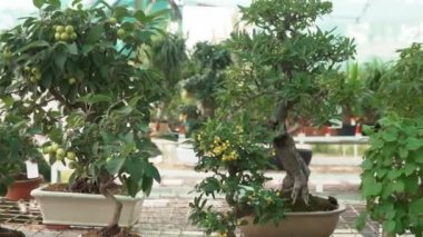 Küçük bonsai ağaçları sera evde yetiştirilen. Küçük bitkiler odada iyi kök aldı