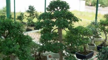 Küçük bonsai ağaçları sera evde yetiştirilen. Küçük bitkiler odada iyi kök aldı