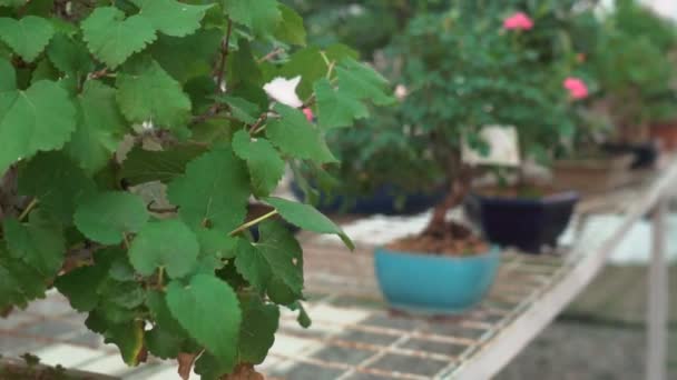 Pequeños Bonsáis Cultivados Casa Invernadero Las Plantas Pequeñas Echaron Raíces — Vídeo de stock