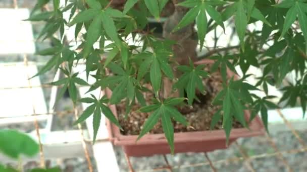 Małe Drzewa Bonsai Uprawiane Domu Szklarni Małe Rośliny Zakorzeniła Się — Wideo stockowe