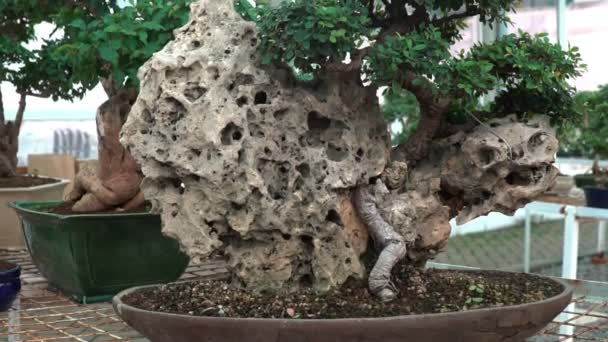 Pequenas Árvores Bonsai Cultivadas Casa Estufa Pequenas Fábricas Tomaram Raiz — Vídeo de Stock