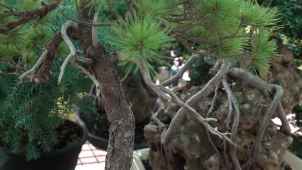 Små Bonsaiträd Som Odlas Hemma Växthuset Små Plantor Tog Rot — Stockvideo