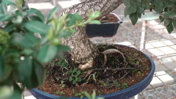 Pequeños Bonsáis Cultivados Casa Invernadero Las Plantas Pequeñas Echaron Raíces — Vídeo de stock